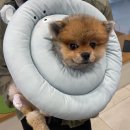 견생냥품 무인24시 세종대평동점 이미지