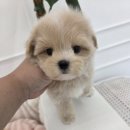 퍼피말론 강아지분양 울산점 네이버블로그