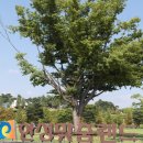 안성맞춤캠핑장 이미지