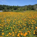 꽃양귀비마을 이미지