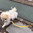 도그프렌즈 이미지