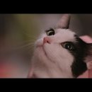 나만없어고양이 이미지