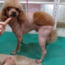 피닉스동물병원 이미지