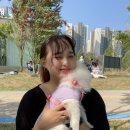 안다 동물보호소 | 사지말고 입양하세요 안다동물보호소 봉사 후기