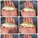 박공재저수지 이미지