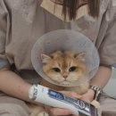 고양이미용호텔 우아캣 | [공유] 고양이미용
