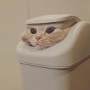 보육실습 이미지