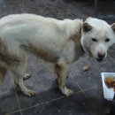 명월일기 이미지