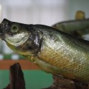 우리 하천의 환경 -낙동강 점령한 물고기들 이미지