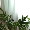 블루스타 이미지