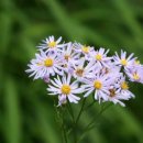 해바라기발전소 이미지