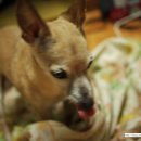 개 이쁘개 이미지