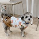 디어뚜뚜 이미지