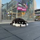 레드앤화이트독 | 말라뮤트분양 성견크기