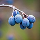 슬로베리 이미지