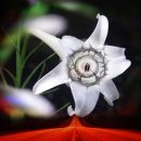 꾸미는사람들