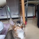 차모모