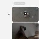 라온캣독 펫 살롱 광주점 이미지