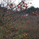 성한농장 이미지