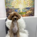 유독(dog) 이쁜날 이미지