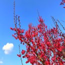 수곡2리(수달보호지역) | 구례 섬진강 수달생태공원 전남 홍매화 명소