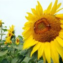 야생화마을펜션민박 이미지