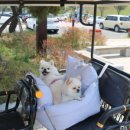 채리애견샵 이미지