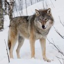 늑대(회색늑대 Canis lupus) 이미지