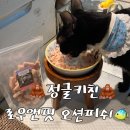 오션 캣 이미지