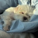 웨스턴 동물의료센터 | 강아지 환축추아탈구 AAI 수술, 뇌경색 치료 기록 l 신촌 웨스턴 동물의료센터