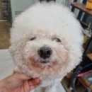 오도독뽀도독 | (오도독뽀도독) 연산동애견미용 연산동비숑미용 연산동강아지스파