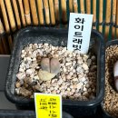 식집사, 첫 비.