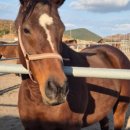 녹원목장 이미지