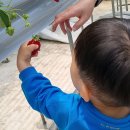 🍓일산농원에서 딸기 체험해보세요!🌱