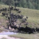 흑석산흑염소농장 이미지