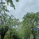 대광청과 이미지