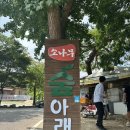 소나무숲아래 이미지