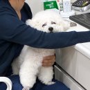 윤은채 재활 한방 동물병원 이미지