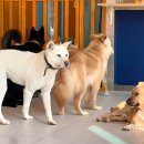 백옥대로730번길 이미지