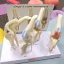 바로외과동물병원 이미지