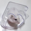 옥수수 펫샵 이미지