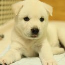 뽀송뽀송 이미지