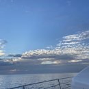 제주 돌고래 이미지