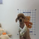 우리집강아지 애견미용 이미지