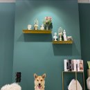 히포파통 이미지