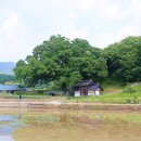 남원 진기리 느티나무 이미지