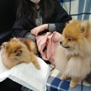 트리밍807 이미지