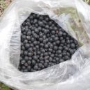 Seeder 의 콩( 서리태 , 파란콩,쥐눈이 콩(일명 논두렁콩 ,콩나물콩)) 심기 이미지