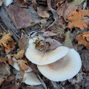 서리버섯 (호빵^^) /가지버섯/흰 깔대기버섯 (작년) 이미지