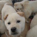 모란시장 이미지